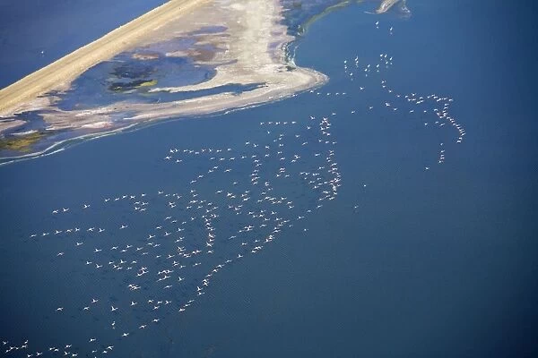 Flamingos in flight over water - saltpans near Swakopmung - Namib Desert - Namibia - Africa