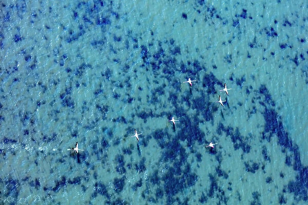 Flamingos flying at the Aegean coast, Turkey. Date: 21-08-2018