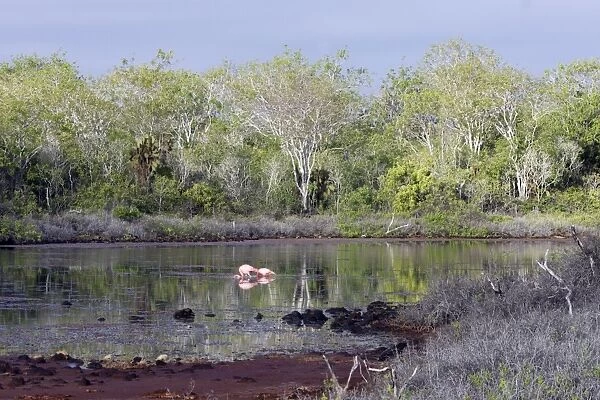 Flamingos - at Lagoon. Cerro Dragon - Santa cruz island - Galapagos