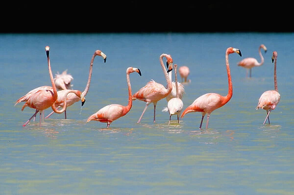 Flamingos at Laguna Oviedo, Barahona, Dominican