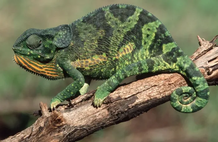 Framed Print : Flap-necked Chameleon Buhumba, Near Mwanza Tanzania Africa Framed Print : Flap-necked Chameleon Buhumba, Near Mwanza Tanzania Africa