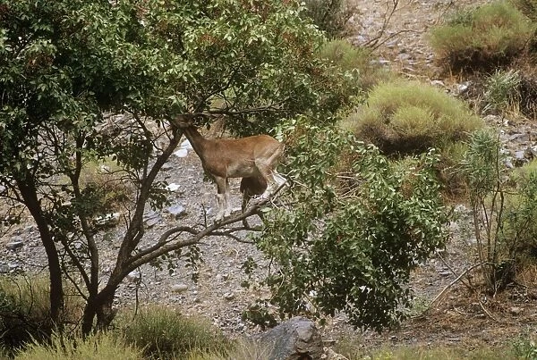 Flare-horned Markhor - female, feeding in tree Hindu Kush Valley, North-West Frontier Province, Pakistan