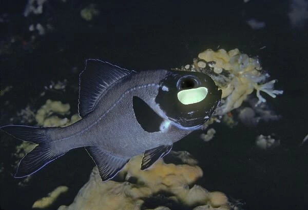 Flashlight Fish - These fish have a symbiotic bacterium that produces the light as a by product of metabolism. They are totally nocturnal living by day in deep caves. Banda Sea. Indonesia