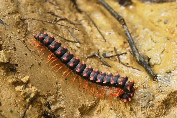 Flat-backed Millipede - Danum Valley Conservation Area - Sabah - Borneo - Malaysia