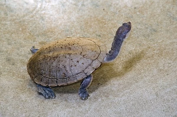 Flat-shelled  /  Long-necked Turtle. Occur throughout Australia except arid interior. Margaret River, Western Australia