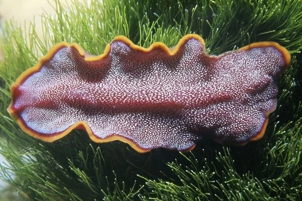 Flat Worm - Great Barrier Reef