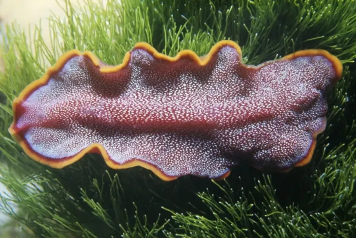 Framed Print : Flat Worm - Great Barrier Reef Framed Print : Flat Worm - Great Barrier Reef