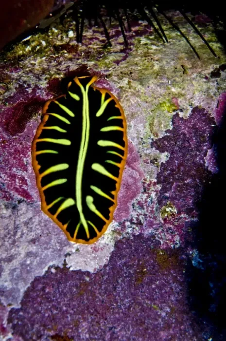 Framed Print : Flat Worm - Indonesia Framed Print : Flat Worm - Indonesia