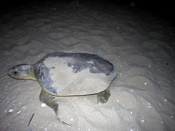 Flatback turtle - A female flatback comes out of the water to lay her eggs. Found nesting on only a few isolated off shore islands. Flatbacks are the rarest sea turtles in the world - Crab Island, Queensland Australia