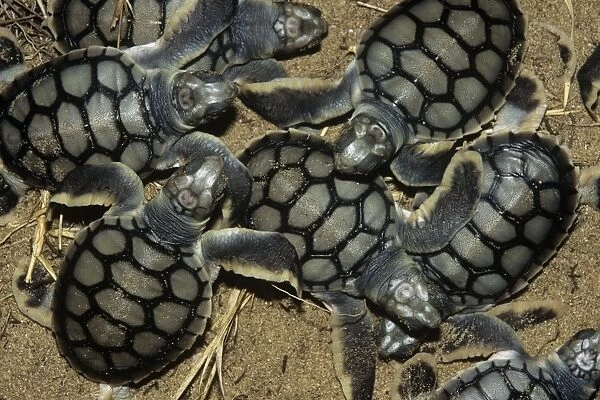 Flatback Turtle - hatchlings