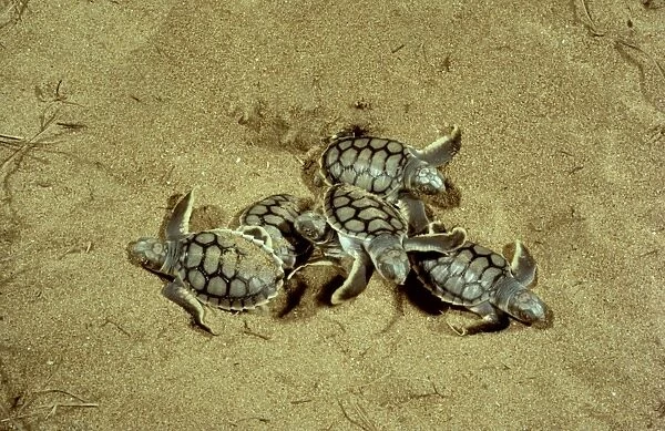 Flatback Turtle - Hatchlings emerging at night, Mon Repos beach, Bundaberg, Queensland, Australia JPF02560
