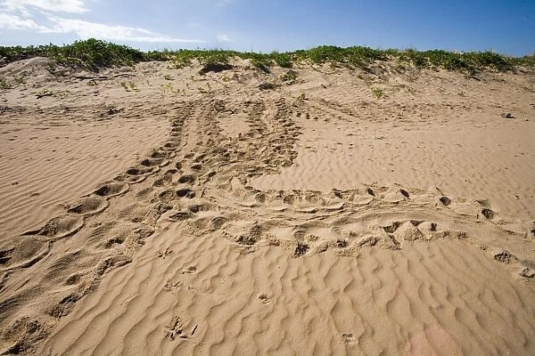 Flatback Turtle tracks Bare Sand Island, off the coast of Northern Territory, Australia. Flatback Turtles are endemic to to the Australian Continental Shelf