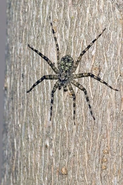 Flattie Spider - resting on tree trunk, showing camouflage colouring -Grahamstown, Eastern Cape, South Africa