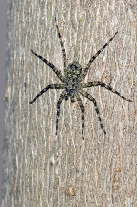 Framed Print : Flattie Spider - resting on tree trunk, showing camouflage colouring -Grahamstown, Eastern Cape, South Africa Framed Print : Flattie Spider - resting on tree trunk, showing camouflage colouring -Grahamstown, Eastern Cape, South Africa