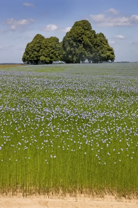 Framed Print : Flax field and Lime Tree Framed Print : Flax field and Lime Tree