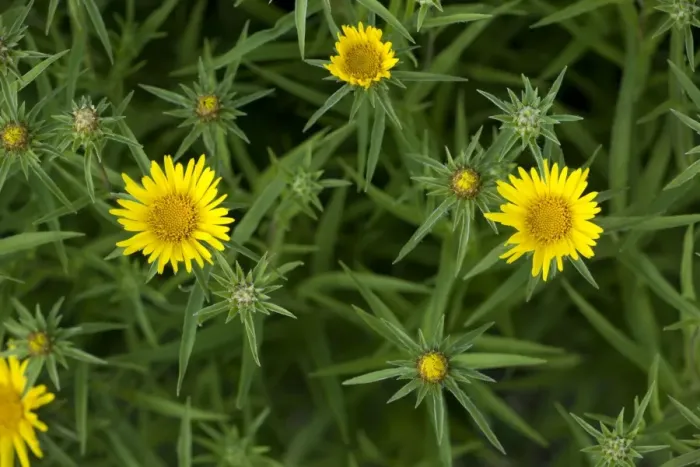 Framed Print : A fleabane (Inula ensifolia) in flower, east Europe Framed Print : A fleabane (Inula ensifolia) in flower, east Europe