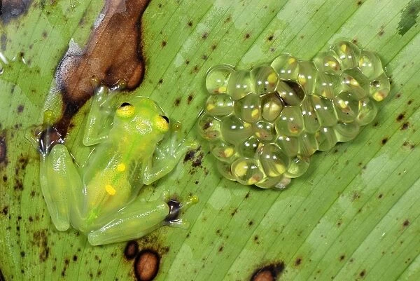 Fleischmann's Glass Frog - female with her fully developed eggs of tadpoles - San Cipriano Reserve - Cauca - Colombia