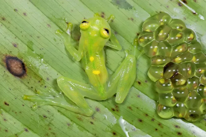 Framed Print : Fleischmann's Glass Frog - female with her fully developed eggs of tadpoles - San Cipriano Reserve - Cauca - Colombia Framed Print : Fleischmann's Glass Frog - female with her fully developed eggs of tadpoles - San Cipriano Reserve - Cauca - Colombia
