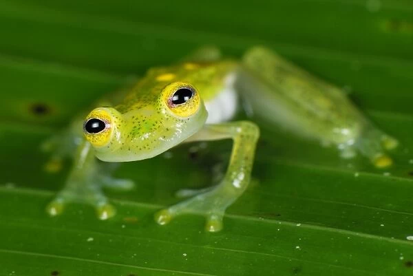 Fleischmann's Glass Frog - male - San Cipriano Reserve - Cauca - Colombia