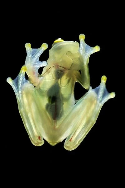 Fleischmann's Glass Frog - view from beneath - San Cipriano Reserve - Cauca - Colombia