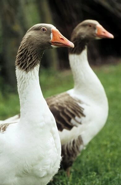 Flemish Geese - two