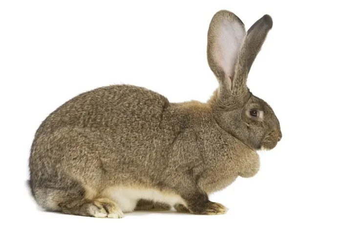 Framed Print : Flemish Giant Rabbit - in studio Framed Print : Flemish Giant Rabbit - in studio