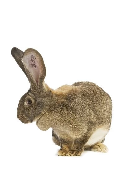 Flemish Giant Rabbit - in studio showing identifying tattoo in ear