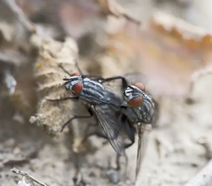 Framed Print : Flesh flies – mating Cyprus 004158 Framed Print : Flesh flies – mating Cyprus 004158