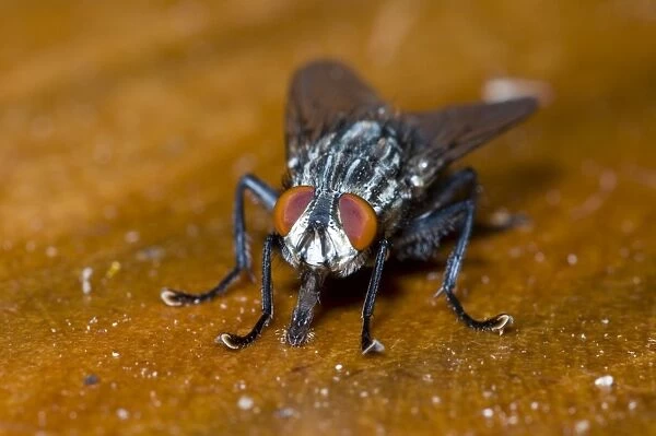 Flesh Fly, feeding on fruit juice spilt on table and showing extended proboscis. Breed in carrion and decaying vegetable matter. Grahamstown, Eastern Cape, South Africa
