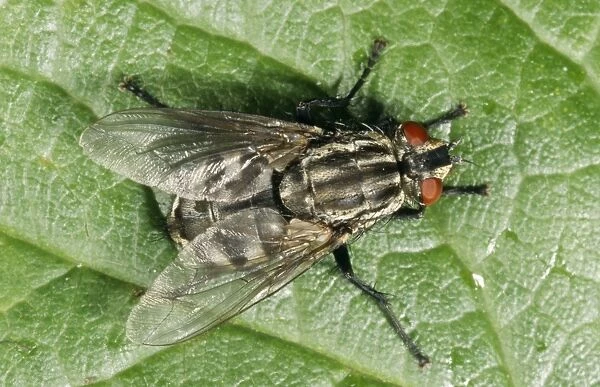 Flesh Fly ROG 10885 Lays live larvae on carrion Sarcophaga carnaria © Bob Gibbons  /  ARDEA LONDON
