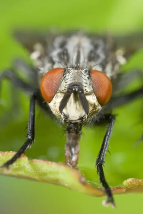 Framed Print : Flesh Fly - sucking up liquid from leaf Norfolk UK Framed Print : Flesh Fly - sucking up liquid from leaf Norfolk UK