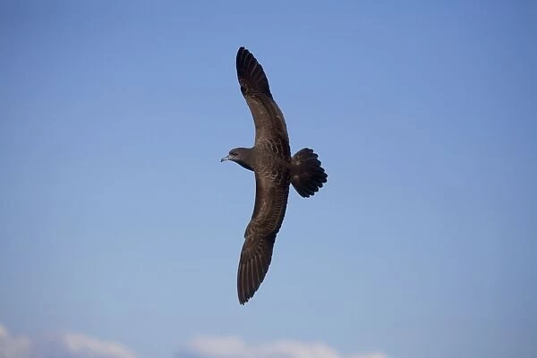 Flesh-footed Shearwater At sea off Eden, New South Wales, Victoria, Australia