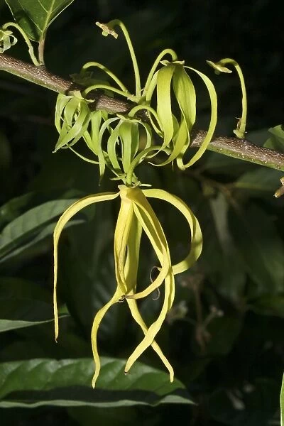 Fleur Ylang Ylang.Cananga odorata