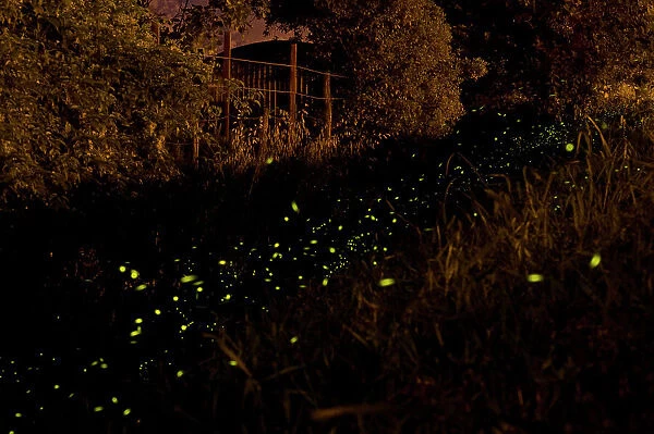 The flight of male Fireflies during a summer night - Italy