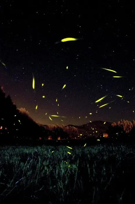 Framed Print : The flight of male Fireflies during a summer night - Italy Framed Print : The flight of male Fireflies during a summer night - Italy