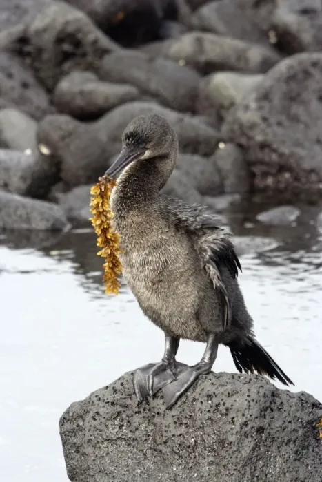 Framed Print : Flightless Cormorant. Fernandina island. Galapagos islands Framed Print : Flightless Cormorant. Fernandina island. Galapagos islands