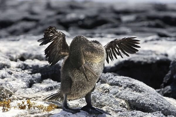 Flightless Cormorant. Fernandina island. Galapagos islands