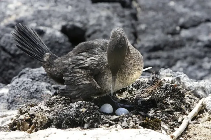 Framed Print : Flightless Cormorant. Fernandina island. Galapagos islands
