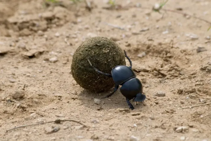 Framed Print : Flightless Dung Beetle - rolling ball of dung to place of burial. Use buffalo dung as larval food for breeding; also eaten by adults as well as elephant dung Framed Print : Flightless Dung Beetle - rolling ball of dung to place of burial. Use buffalo dung as larval food for breeding; also eaten by adults as well as elephant dung