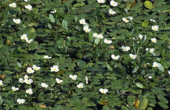 Framed Print : Floating Water-plantain Framed Print : Floating Water-plantain