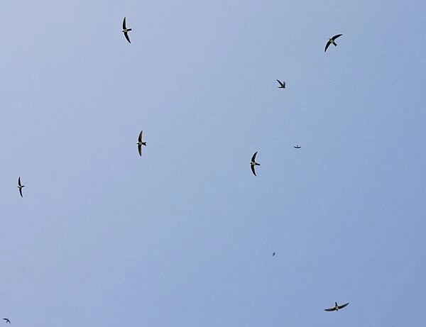 Flock of Alpine Swifts - in flight over the Vikos Gorge - Greece