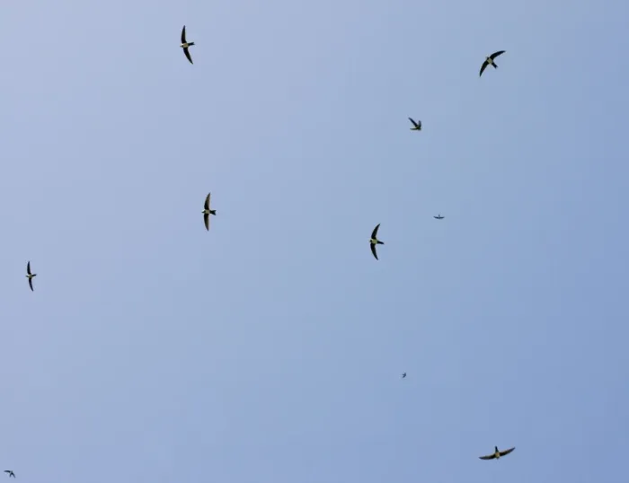 Framed Print : Flock of Alpine Swifts - in flight over the Vikos Gorge - Greece Framed Print : Flock of Alpine Swifts - in flight over the Vikos Gorge - Greece