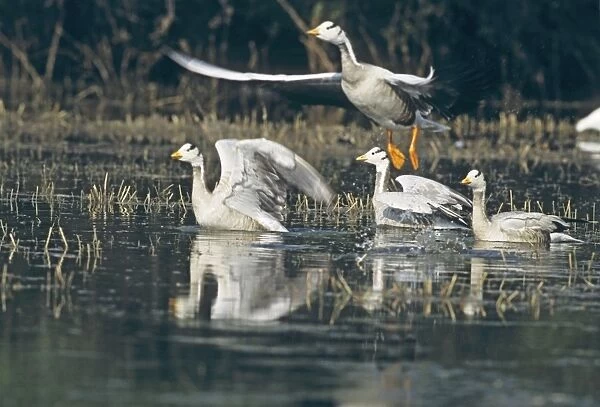 Flock of Bar-hearded Geese, Keoladeo National Park, India