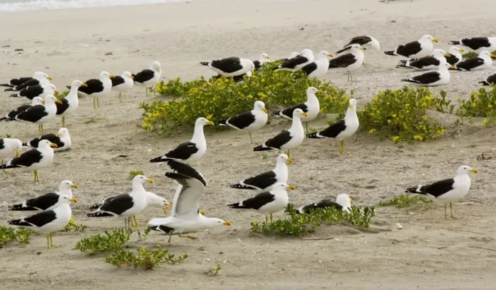 Framed Print : Flock of Cape Gulls, a form of Kelp Gull (Larus dominicanus vetula) on the beach, West Coast, Cape, South Africa Framed Print : Flock of Cape Gulls, a form of Kelp Gull (Larus dominicanus vetula) on the beach, West Coast, Cape, South Africa