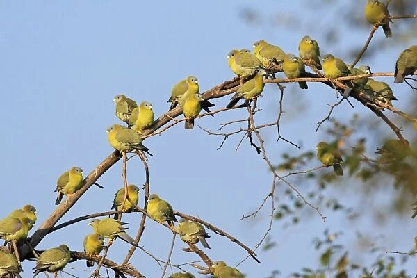 Flock of Green Pigeons, Ranthambhor National Park, India