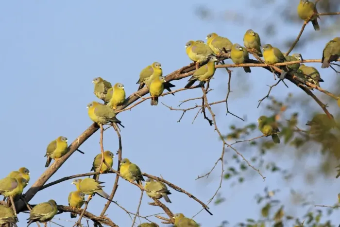 Framed Print : Flock of Green Pigeons, Ranthambhor National Park, India Framed Print : Flock of Green Pigeons, Ranthambhor National Park, India