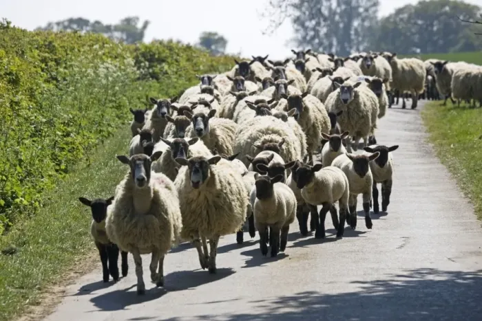 Framed Print : Flock of Masham sheep and lambs being driven down country road in Cotswolds UK Framed Print : Flock of Masham sheep and lambs being driven down country road in Cotswolds UK
