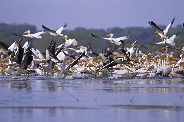 Flock of Rosy  /  White Pelicans taking-off, Keoladeo National Park, India