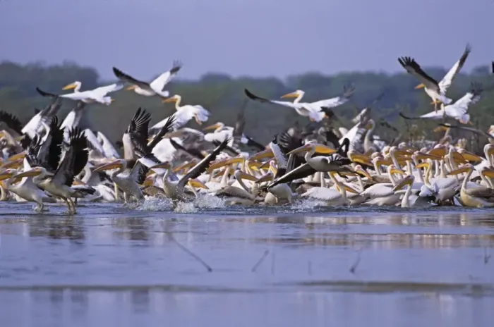 Framed Print : Flock of Rosy / White Pelicans taking-off, Keoladeo National Park, India Framed Print : Flock of Rosy / White Pelicans taking-off, Keoladeo National Park, India