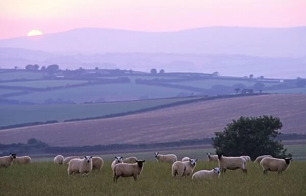 a flock of sheep foreground with views across rolling landscape to Dartmoor and a colourful sunset sky